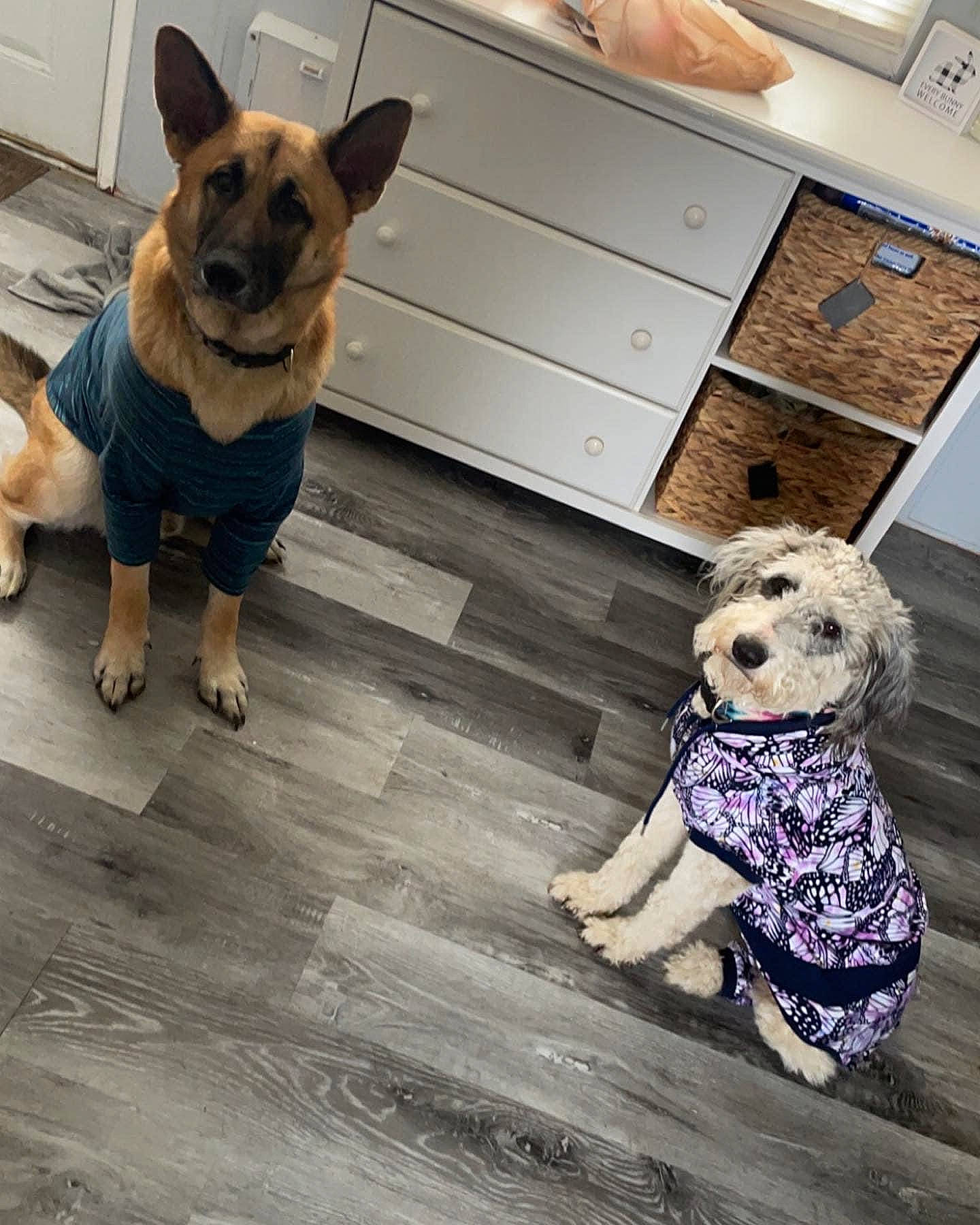 Quincee is registered to the contest to win money with this photo: cabinetry, carnivore, chair, collar, companion_dog, dog, dog_breed, dog_supply, drawer, fawn, floor, flooring, hardwood, mammal, pattern, snout, table, toy, wood, working_animal