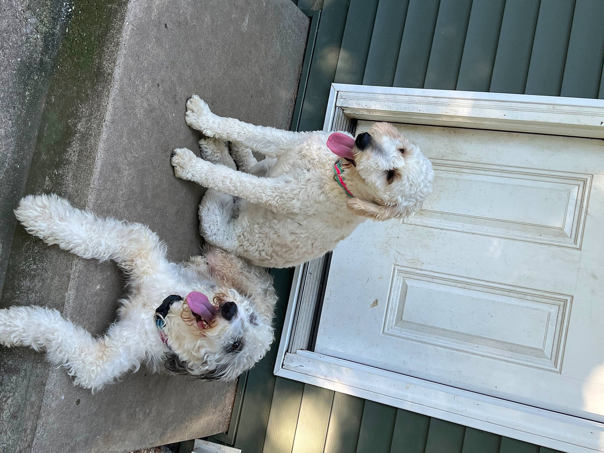 Quincee joined the competition — help win amazing prizes! canidae, carnivore, collar, companion_dog, dog, dog_breed, dog_collar, dog_supply, fawn, fur, non_sporting_group, pet_supply, poodle, sporting_group, tail, wood, wool