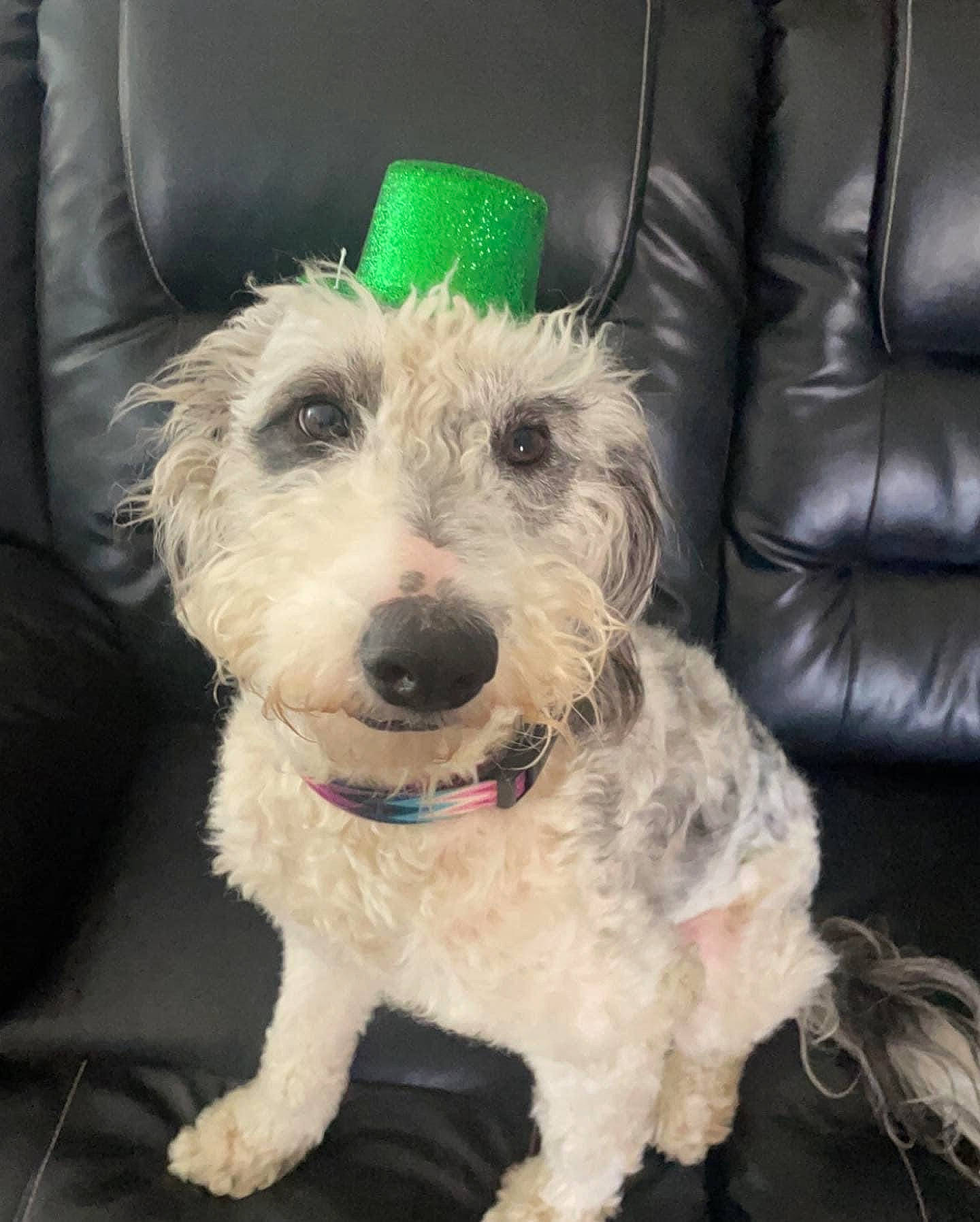 Quincee is registered to the contest to win money with this photo: canidae, carnivore, collar, comfort, companion_dog, couch, dog, dog_breed, dog_collar, dog_supply, eyewear, fashion_accessory, fur, glasses, labradoodle, snout, sporting_group, terrier, toy_dog, working_animal