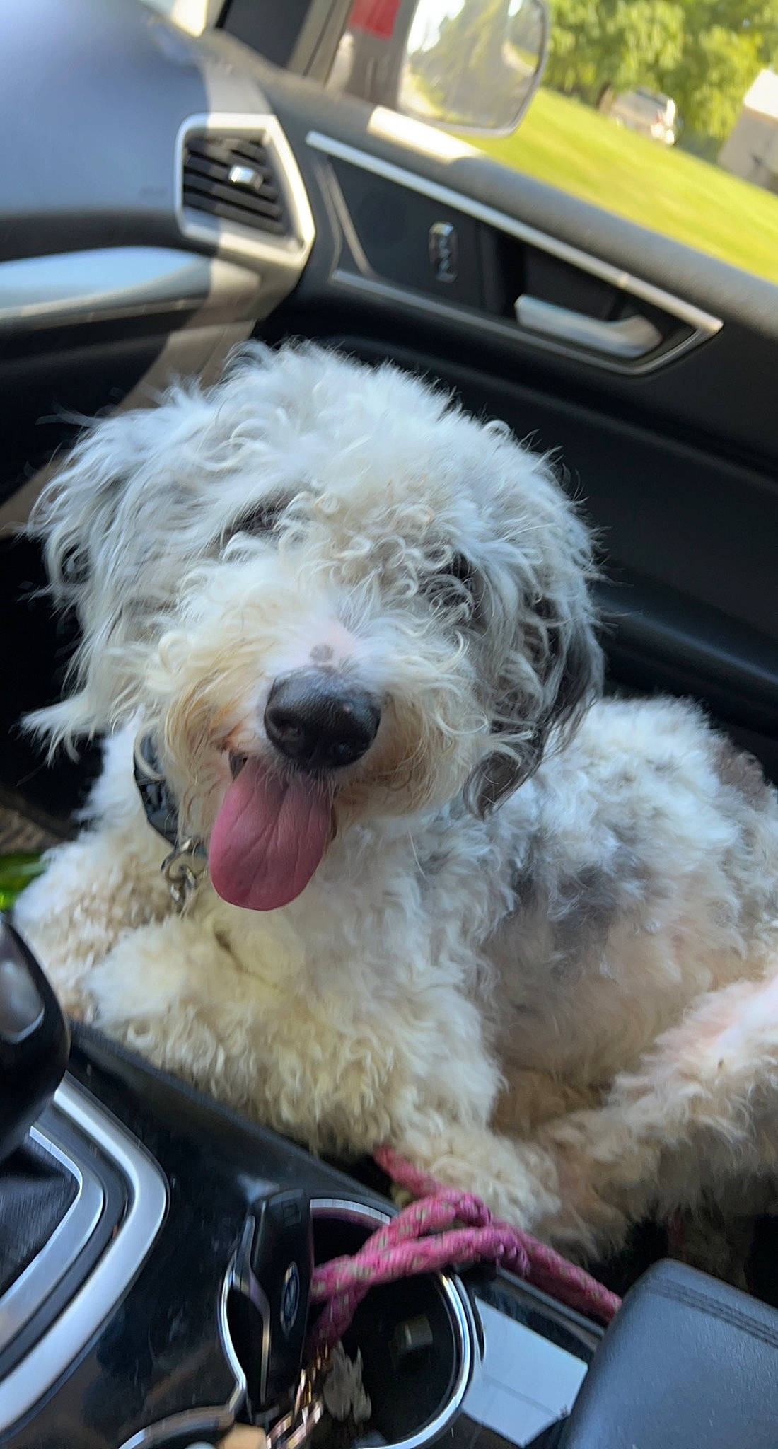 Quincee joined the competition — help win amazing prizes! automotive_exterior, canidae, car, car_seat, car_seat_cover, carnivore, collar, companion_dog, dog, dog_breed, dog_collar, fur, hardtop, labradoodle, motor_vehicle, small_terrier, snout, sporting_group, terrier, toy_dog