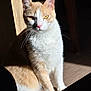 cat, orange_cat, white_cat, pet, indoor, sunlight, shadow, wooden_floor, animal, feline, whiskers, ears, sitting, domestic_cat, fur, yellow_eyes, closeup, quiet, calm, portrait