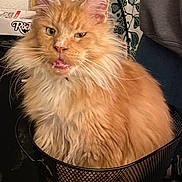 Sam Lloyd Siemer joined the competition — help win amazing prizes! cat, orange_cat, fluffy, pet, indoor, mesh_bin, furniture, curtain, household, closeup, feline, sitting, fur, whiskers, ears, eyes, nose, mouth, tongue, domestic_animal