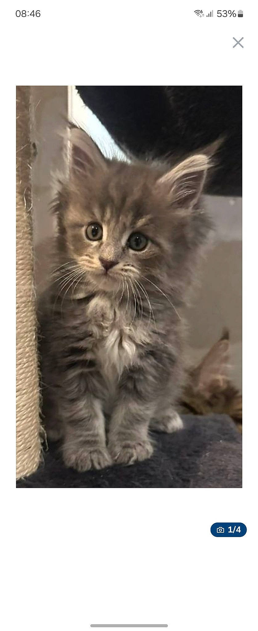 Willow a rejoint le concours — aidez-le/la à gagner de superbes lots ! british_longhair, carnivore, cat, domestic_short_haired_cat, felidae, fur, maine_coon, monochrome_photography, paw, photo_caption, rectangle, small_to_medium_sized_cats, snout, terrestrial_animal, whiskers