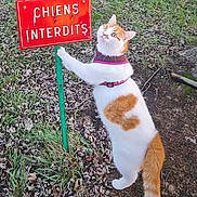 Mallow participe au concours pour gagner de l'argent avec cette photo : cat, orange_and_white_cat, sign, no_dogs_sign, grass, leaves, harness, standing, curious, outdoor, pet, feline, paws, tail, portrait, ground, french_text, metal_post, rule_sign, cheeky_cat
