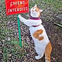 cat, orange_and_white_cat, sign, no_dogs_sign, grass, leaves, harness, standing, curious, outdoor, pet, feline, paws, tail, portrait, ground, french_text, metal_post, rule_sign, cheeky_cat