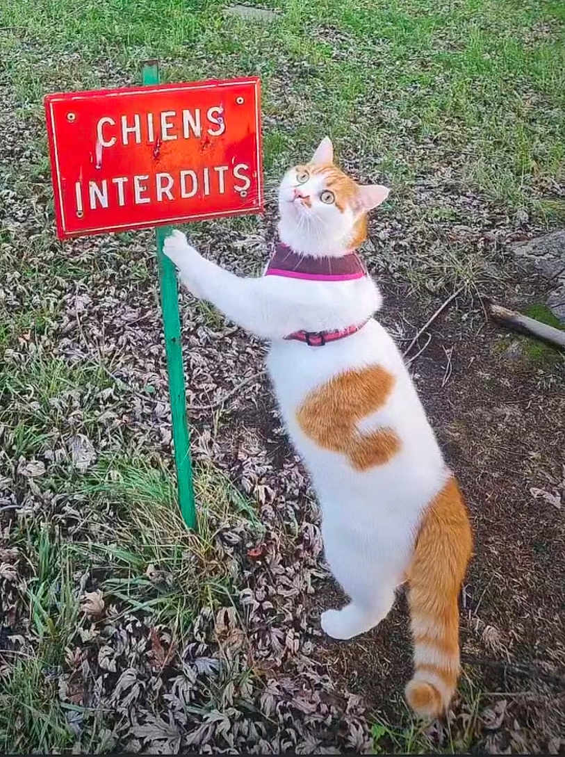 Mallow participe au concours pour gagner de l'argent avec cette photo : cat, orange_and_white_cat, sign, no_dogs_sign, grass, leaves, harness, standing, curious, outdoor, pet, feline, paws, tail, portrait, ground, french_text, metal_post, rule_sign, cheeky_cat