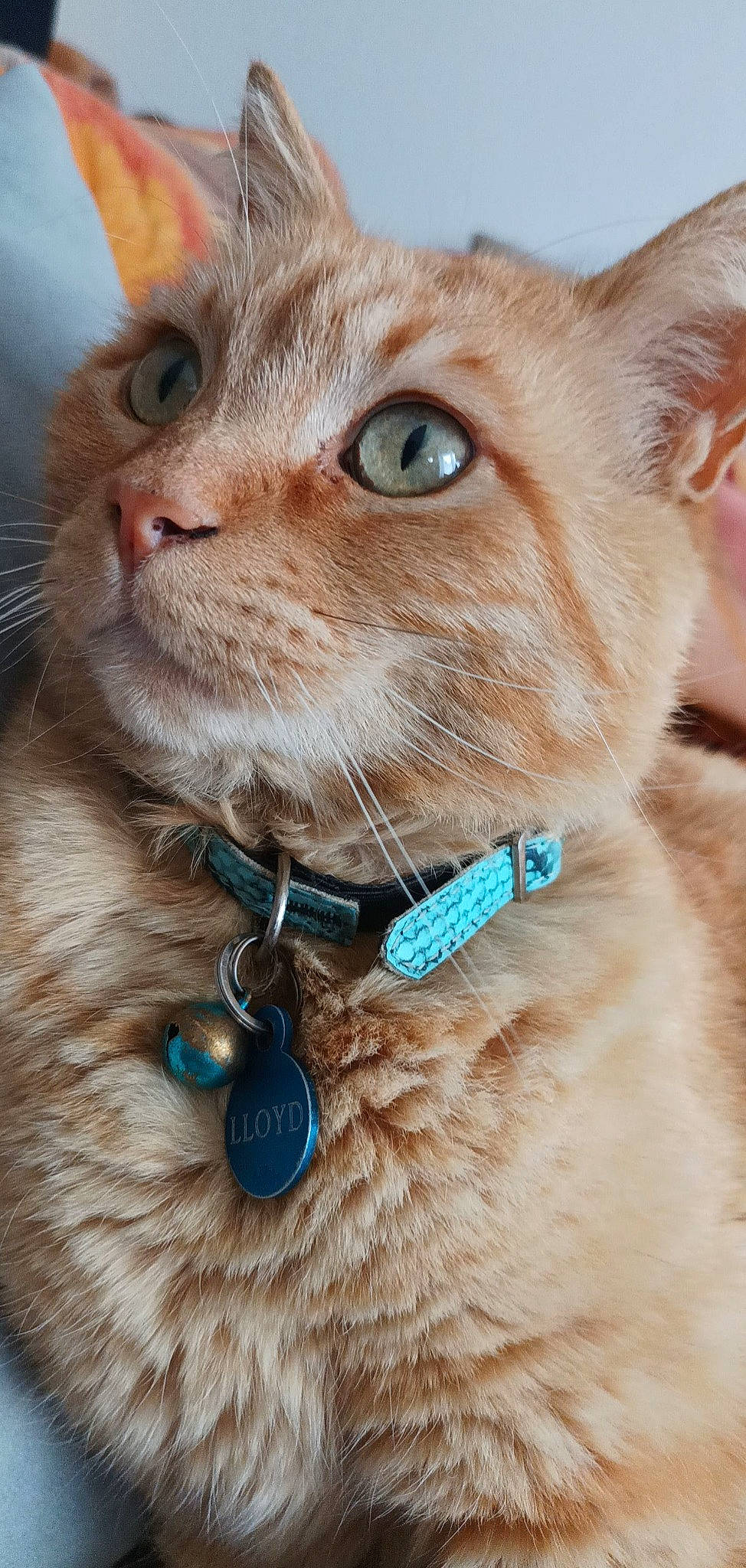 Lloyd a rejoint le concours — aidez-le/la à gagner de superbes lots ! body_jewelry, carnivore, cat, close_up, collar, dog_collar, domestic_short_haired_cat, electric_blue, eyewear, fashion_accessory, fawn, felidae, fur, jewellery, natural_material, pet_supply, small_to_medium_sized_cats, snout, sunglasses, whiskers