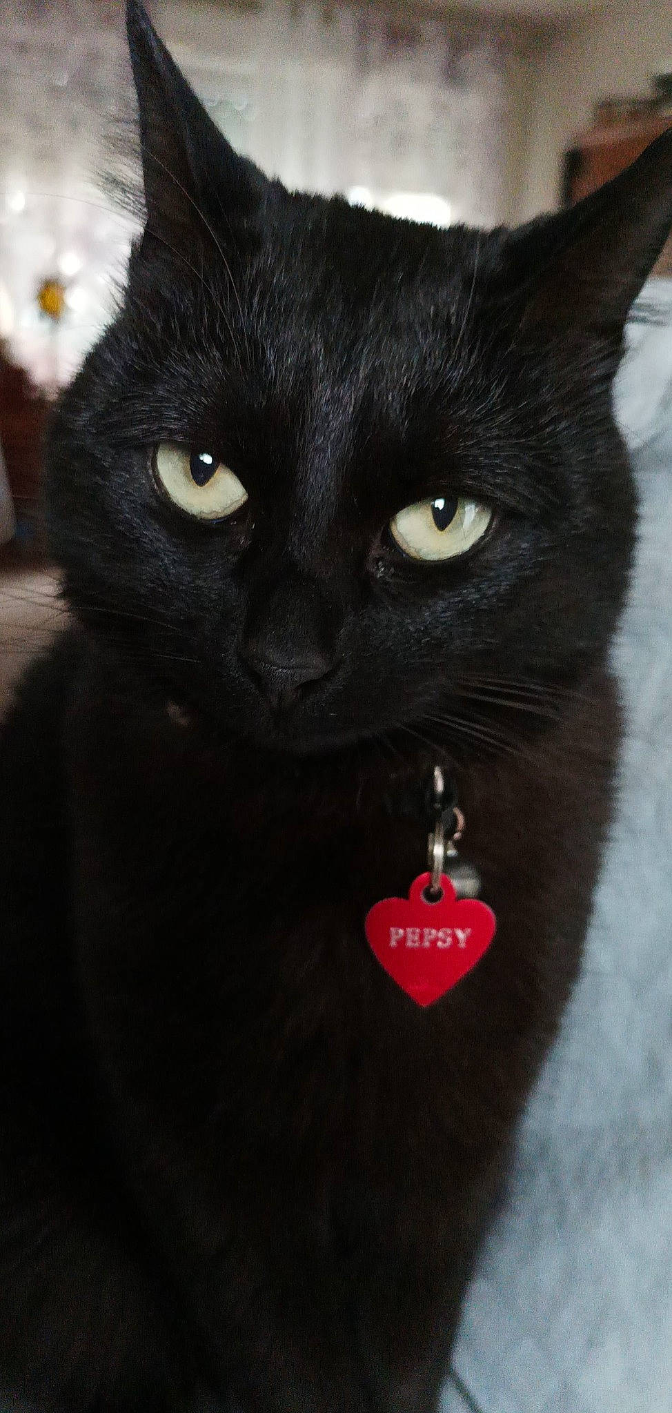 Pepsy a rejoint le concours — aidez-le/la à gagner de superbes lots ! bombay, carmine, carnivore, cat, domestic_short_haired_cat, felidae, fur, iris, small_to_medium_sized_cats, snout, terrestrial_animal, whiskers, white