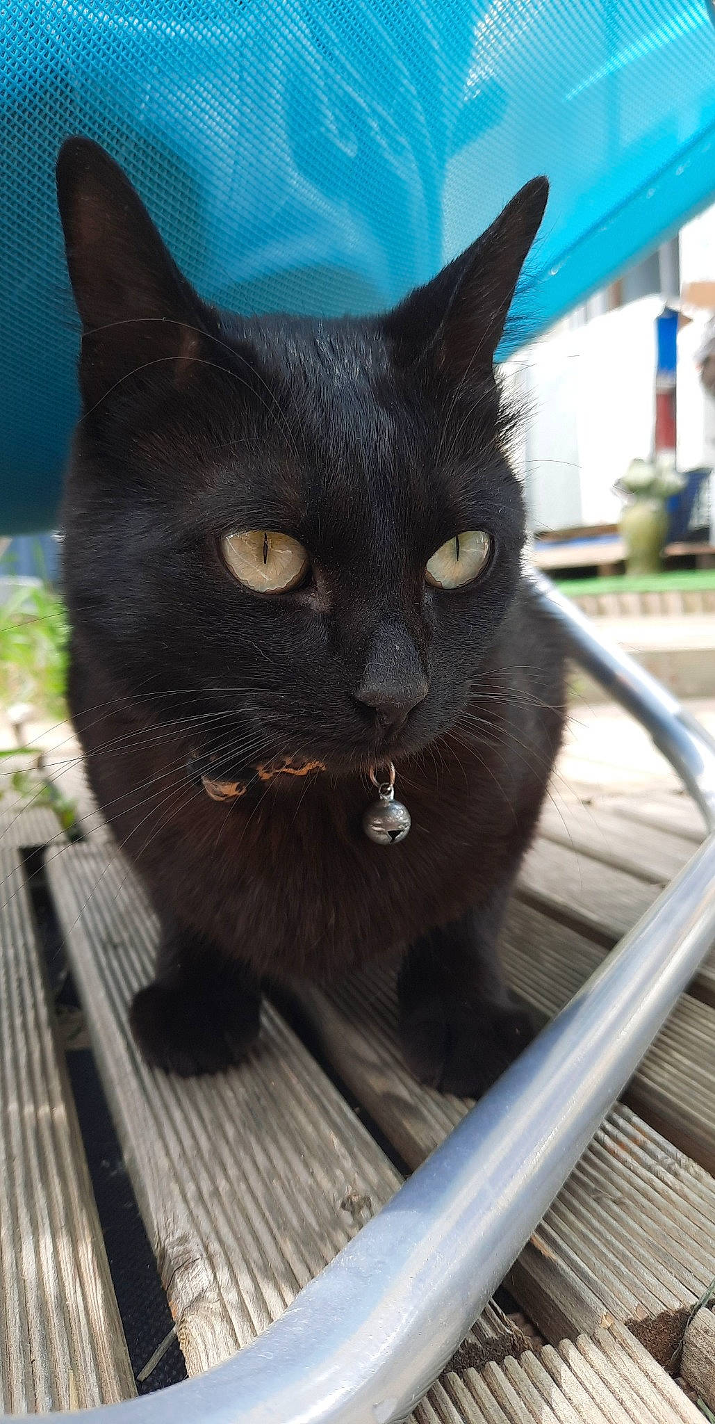 Pepsy participe au concours pour gagner de l'argent avec cette photo : black_cat, bombay, carnivore, cat, domestic_short_haired_cat, felidae, fur, havana_brown, mammal, pet_supply, plant, small_to_medium_sized_cats, snout, terrestrial_animal, whiskers, wood