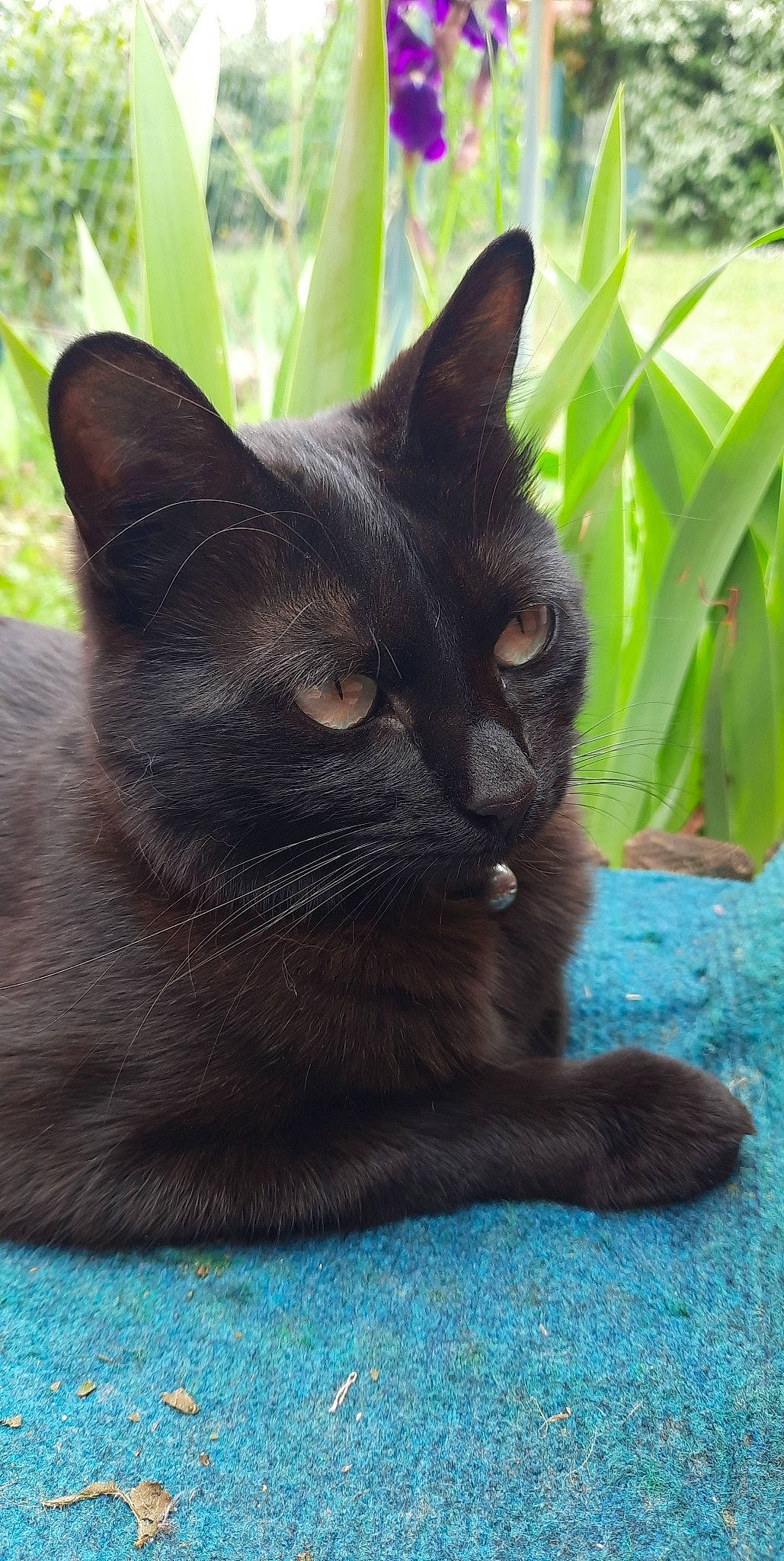 Pepsy participe au concours pour gagner de l'argent avec cette photo : black_cat, bombay, carnivore, cat, domestic_short_haired_cat, electric_blue, felidae, fur, grass, mammal, plant, small_to_medium_sized_cats, snout, tail, terrestrial_animal, vertebrate, whiskers