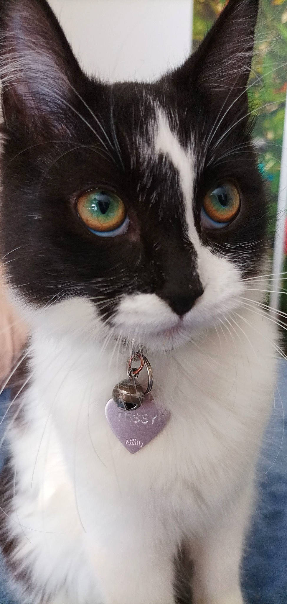 Tessy participe au concours pour gagner de l'argent avec cette photo : carnivore, cat, collar, domestic_short_haired_cat, electric_blue, eyelash, felidae, fur, hair, plant, small_to_medium_sized_cats, snout, tail, terrestrial_animal, whiskers