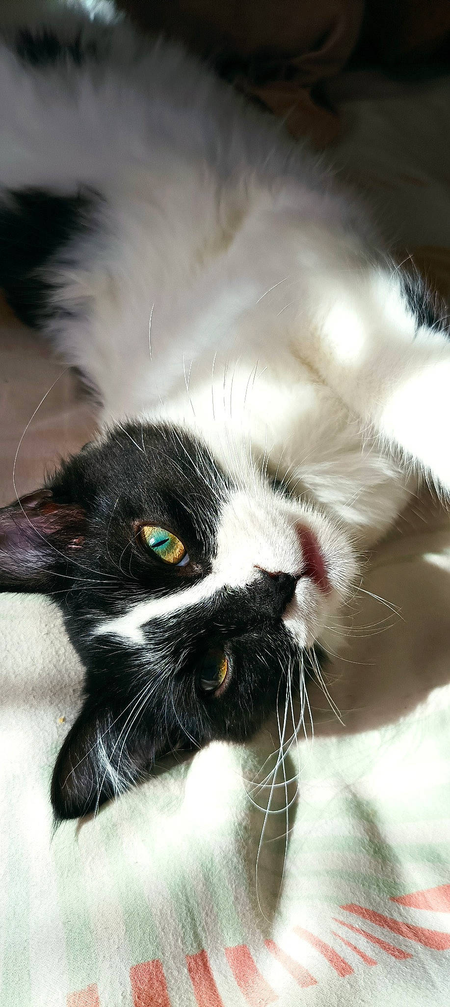 Tessy participe au concours pour gagner de l'argent avec cette photo : carnivore, cat, claw, comfort, domestic_short_haired_cat, eyelash, eyewear, felidae, fur, paw, small_to_medium_sized_cats, snout, tail, whiskers