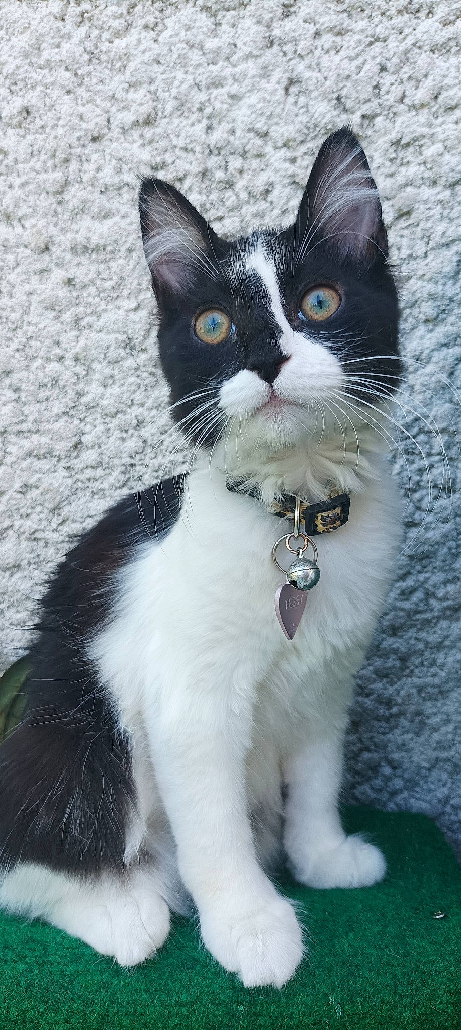 Tessy participe au concours pour gagner de l'argent avec cette photo : carnivore, cat, collar, domestic_short_haired_cat, electric_blue, felidae, formal_wear, fur, iris, paw, small_to_medium_sized_cats, snout, tail, whiskers