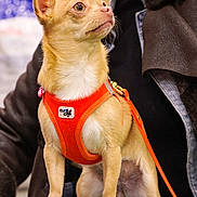 Carlita a rejoint le concours — aidez-le/la à gagner de superbes lots ! alert, animal, blurred_background, chihuahua, close_up, companion, cute, dog, domestic_animal, ears_up, indoor, lap, leash, looking_away, orange_harness, person, pet, sitting, small_dog, tan_fur