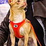 alert, animal, blurred_background, chihuahua, close_up, companion, cute, dog, domestic_animal, ears_up, indoor, lap, leash, looking_away, orange_harness, person, pet, sitting, small_dog, tan_fur