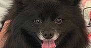 Lilly joined the competition — help win amazing prizes! dog, puppy, black_dog, fluffy, long_hair, ears, tongue, open_mouth, pet, animal, portrait, close_up, indoors, bed, bedding, cozy, black_fur, cute, happy, companion