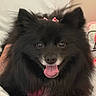 dog, puppy, black_dog, fluffy, long_hair, ears, tongue, open_mouth, pet, animal, portrait, close_up, indoors, bed, bedding, cozy, black_fur, cute, happy, companion