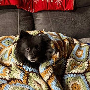 Lilly is registered to the contest to win money with this photo: dog, puppy, black_dog, fluffy, pet, animal, face, eyes, nose, indoors, couch, sofa, blanket, crochet, handmade, colorful, snowflake, christmas, cozy, portrait