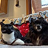 Lilly joined the competition — help win amazing prizes! cat, dog, tuxedo_cat, black_dog, pets, animal_portrait, sitting, indoors, bed, blanket, crocheted_blanket, pillow, cabin, home, cozy, fluffy, black_fur, white_fur, looking_at_camera, companions