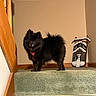 Lilly joined the competition — help win amazing prizes! dog, black_dog, fluffy, long_hair, small_dog, pomeranian, bandana, red_bandana, standing, stairs, staircase, indoor, home, hallway, carpet, wood, snowboard, snowman, painting, portrait