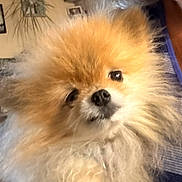 Lucy joined the competition — help win amazing prizes! dog, puppy, fluffy, long_hair, small_dog, orange, cream, white, black_nose, shiny_eyes, close_up, portrait, pet, animal, indoors, couch, home, cozy, fur, cute