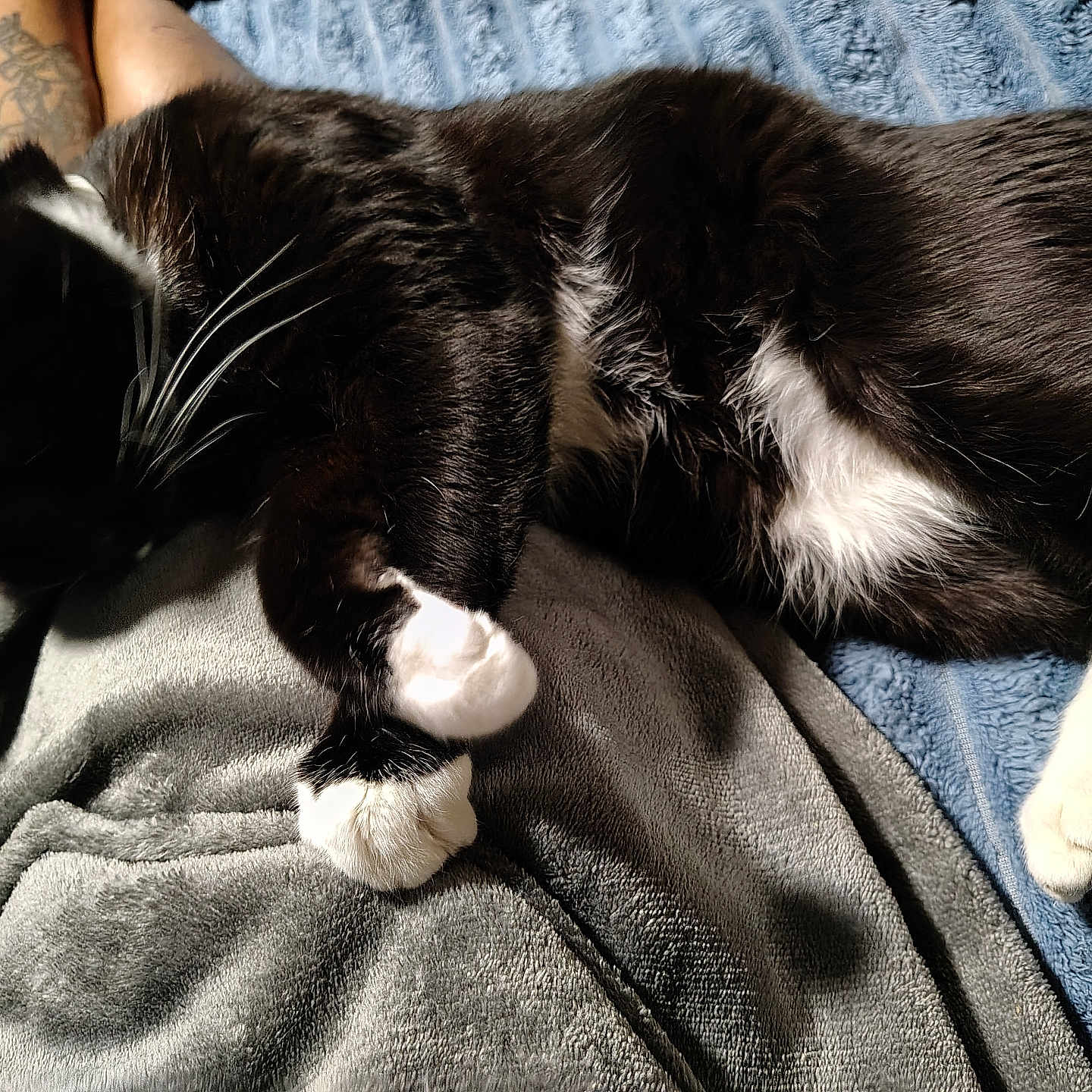 Black And White is registered to the contest to win money with this photo: animal, arm, black_and_white, blanket, cat, closeup, comfort, cozy, daylight, fur, human, indoor, paws, pet, relaxing, rest, sleeping, soft, tattoo, whiskers