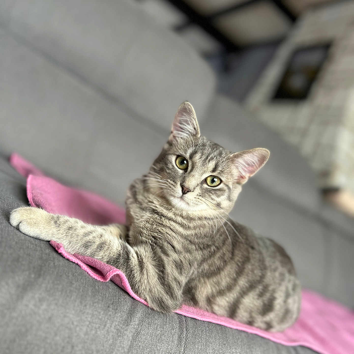 Tchoupi a rejoint le concours — aidez-le/la à gagner de superbes lots ! animal, blurred_background, cat, couch, cozy, cute, domestic, fur, furniture, green_eyes, grey, indoor, laying_down, looking_at_camera, pet, pink_cloth, relaxed, soft_texture, tabby, whiskers