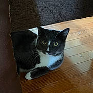 Moses is registered to the contest to win money with this photo: cat, tuxedo_cat, black_and_white, feline, pet, animal, whiskers, green_eyes, wide_eyed, lying_down, paws, fur, wooden_floor, indoor, furniture, under_furniture, cozy, portrait, alert, home
