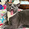 Moses joined the competition — help win amazing prizes! cat, yawning, gray_cat, white_chest, pet, animal, whiskers, open_mouth, pink_tongue, closed_eyes, lying_down, blanket, cozy, indoors, living_room, furniture, coffee_table, pillows, portrait, closeup