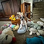 dog, puppy, shoe, croc, plush_toys, carpet, wooden_furniture, stairs, indoor, toy_box, colorful, small_dog, animal, pet, cute, home, cozy, stuffed_animals, floor, ears