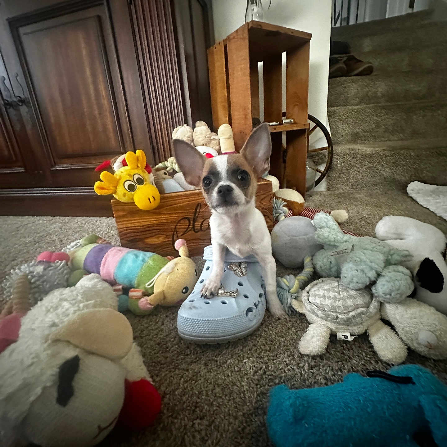 Sadie is registered to the contest to win money with this photo: animal, carpet, colorful, cozy, croc, cute, dog, ears, floor, home, indoor, pet, plush_toys, puppy, shoe, small_dog, stairs, stuffed_animals, toy_box, wooden_furniture