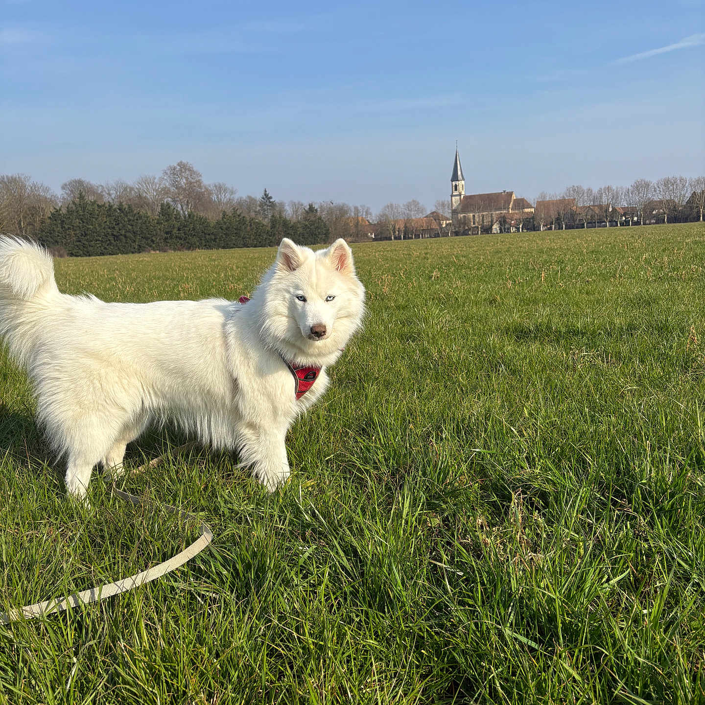 Maya participe au concours pour gagner de l'argent avec cette photo : accessories, animal, canine, countryside, dog, eskimodog, field, grass, grassland, lawn, meadow, nature, outdoors, pet, plant, puppy, rural, strap, terrier, whitedog