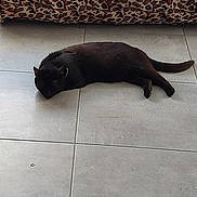 Baghera a rejoint le concours — aidez-le/la à gagner de superbes lots ! cat, black_cat, pet, animal, sleeping, lying_down, relaxed, indoor, tile_floor, floor, leopard_print, cushion, window, home, furniture, tail, paws, dark_fur, resting, photography