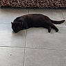 cat, black_cat, pet, animal, sleeping, lying_down, relaxed, indoor, tile_floor, floor, leopard_print, cushion, window, home, furniture, tail, paws, dark_fur, resting, photography