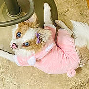 Reighn joined the competition — help win amazing prizes! dog, pet, blue_eyes, pink_clothing, bow, floor, tile, cute, fluffy, small_dog, indoor, animal, mammal, fur, tail, lying_down, looking_up, domestic_animal, accessory, adorable