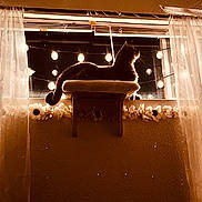 Olaf is registered to the contest to win money with this photo: cat, pet, animal, feline, window, curtains, string_lights, night, indoor, home, wall, perch, sitting, silhouette, backlighting, warm_lighting, sepia, flowers, cozy, portrait