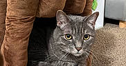 Olaf joined the competition — help win amazing prizes! cat, gray_cat, pet, feline, yellow_eyes, whiskers, pointed_ears, sitting, lounging, paw, fur, indoor, pet_bed, pet_cave, brown_fabric, carpet, home, portrait, close_up, cute