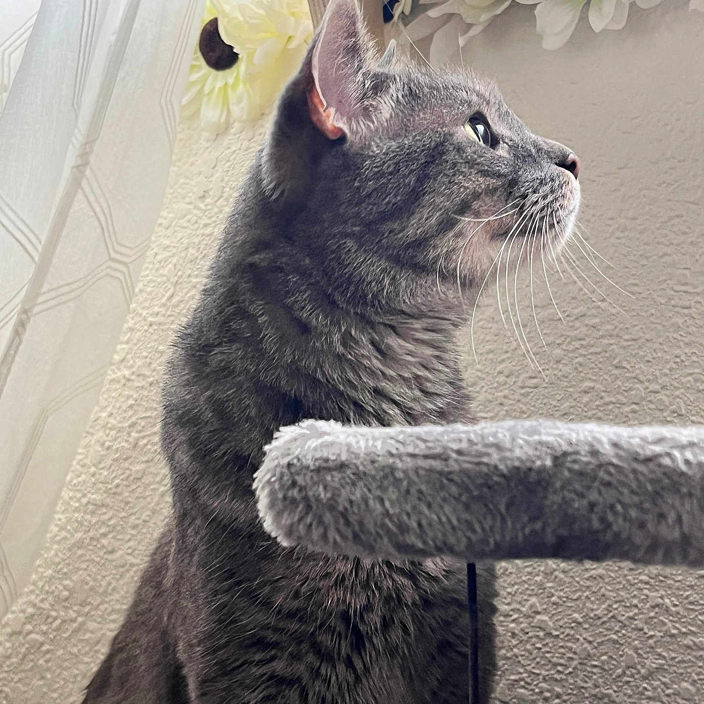 Olaf