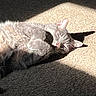 cat, gray_cat, sleeping, sleepy, pet, animal, furry, whiskers, pink_nose, closed_eyes, paws, lying_down, curled_up, sunlight, sunbeam, carpet, indoor, home, relaxed, cute