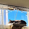 Olaf joined the competition — help win amazing prizes! cat, sleeping, pet, indoors, window, blue_sky, curtains, string_lights, perch, furniture, home, sunlight, relaxed, resting, furry, gray_cat, black_cat, cozy, portrait, daylight