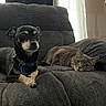 Olaf joined the competition — help win amazing prizes! dog, cat, pets, animal, couch, sofa, indoors, living_room, sitting, lying_down, portrait, collar, blue_collar, gray_cat, black_dog, relaxed, alert, companionship, home, soft_furnishings