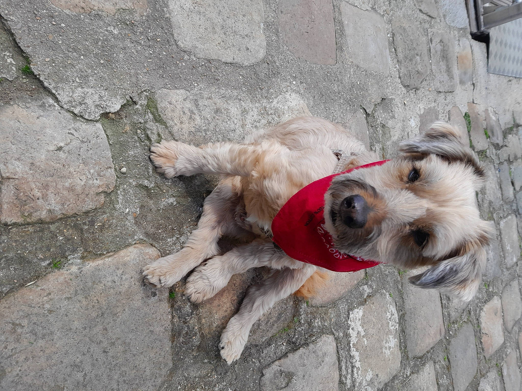 Max participe au concours pour gagner de l'argent avec cette photo : carnivore, collar, companion_dog, concrete, dog, dog_breed, dog_collar, dog_supply, fawn, leash, road_surface, schnauzer, sidewalk, small_terrier, snout, sporting_group, standard_schnauzer, terrier, toy_dog, working_animal