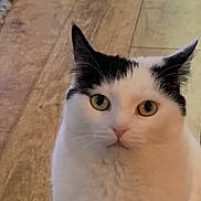 Dolly joined the competition — help win amazing prizes! cat, black_and_white, green_eyes, wooden_floor, indoor, pet, animal, fur, whiskers, ears, curious, close_up, portrait, mammal, domestic_animal, cute, feline, sitting, looking, face