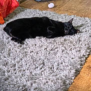 Gabby joined the competition — help win amazing prizes! black_cat, cat, pet, animal, sleeping, relaxing, indoor, rug, flooring, toy, cat_tunnel, wood_floor, cozy, feline, home, fur, resting, domestic_cat, quiet, soft