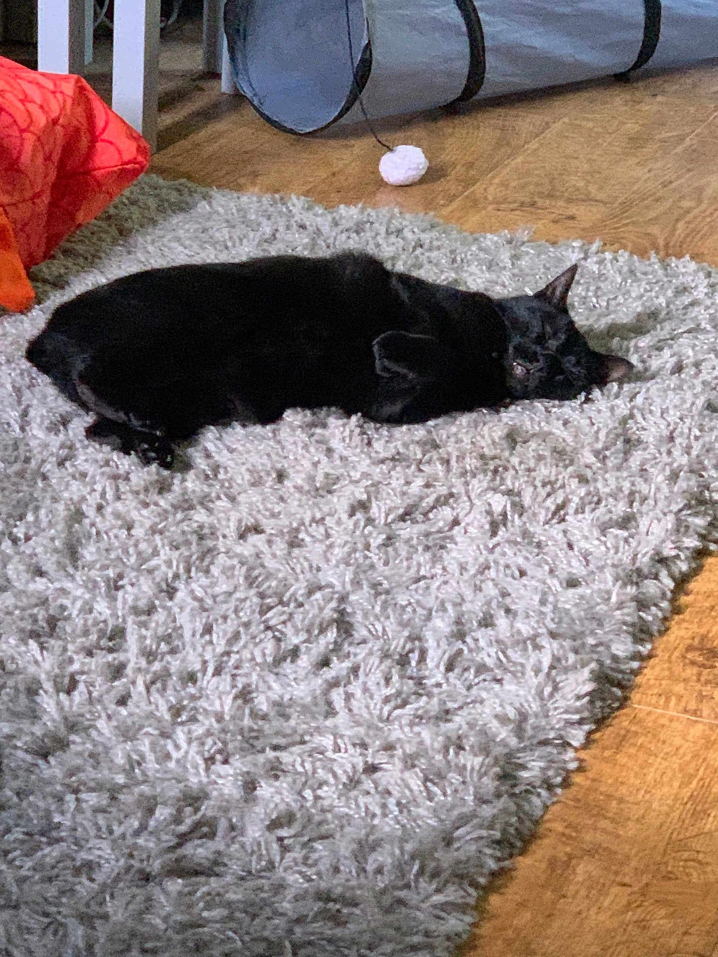 Gabby joined the competition — help win amazing prizes! black_cat, cat, pet, animal, sleeping, relaxing, indoor, rug, flooring, toy, cat_tunnel, wood_floor, cozy, feline, home, fur, resting, domestic_cat, quiet, soft