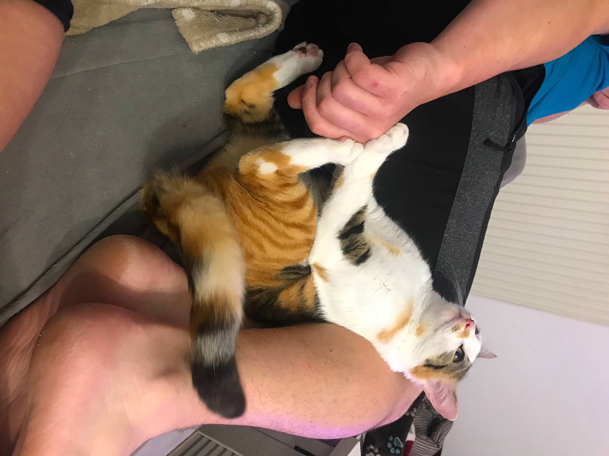 Raya a rejoint le concours — aidez-le/la à gagner de superbes lots ! carnivore, cat, comfort, companion_dog, dog_breed, ear, fawn, felidae, finger, gesture, hand, human_leg, jaw, knee, lap, nail, small_to_medium_sized_cats, tail, thigh, whiskers