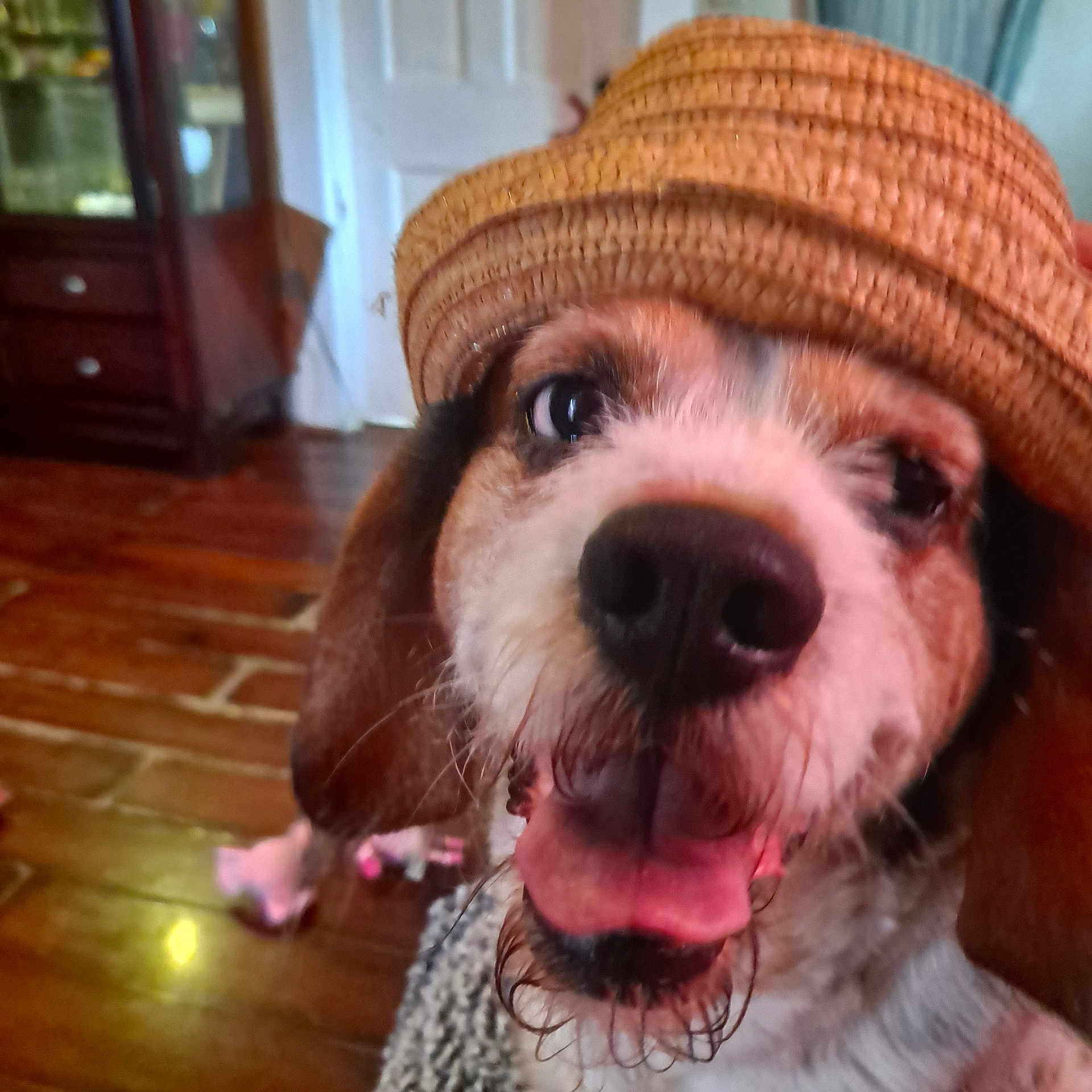 Elmo is registered to the contest to win money with this photo: dog, beagle, hat, straw_hat, pet, indoor, floor, wooden_floor, tongue_out, happy, close_up, face, ears, fur, animal, cute, smiling, house, background, canine