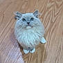 Starlett is registered to the contest to win money with this photo: cat, kitten, fluffy, blue_eyes, sitting, wooden_floor, pet, fur, cute, animal, indoor, looking_up, small, adorable, whiskers, playful, domestic_cat, young, feline, curious