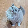 kitten, cat, fluffy, blue_eyes, tongue_out, wooden_floor, pet, cute, feline, indoor, small_animal, fur, whiskers, looking_up, domestic_cat, young_cat, mammal, animal, playful, adorable