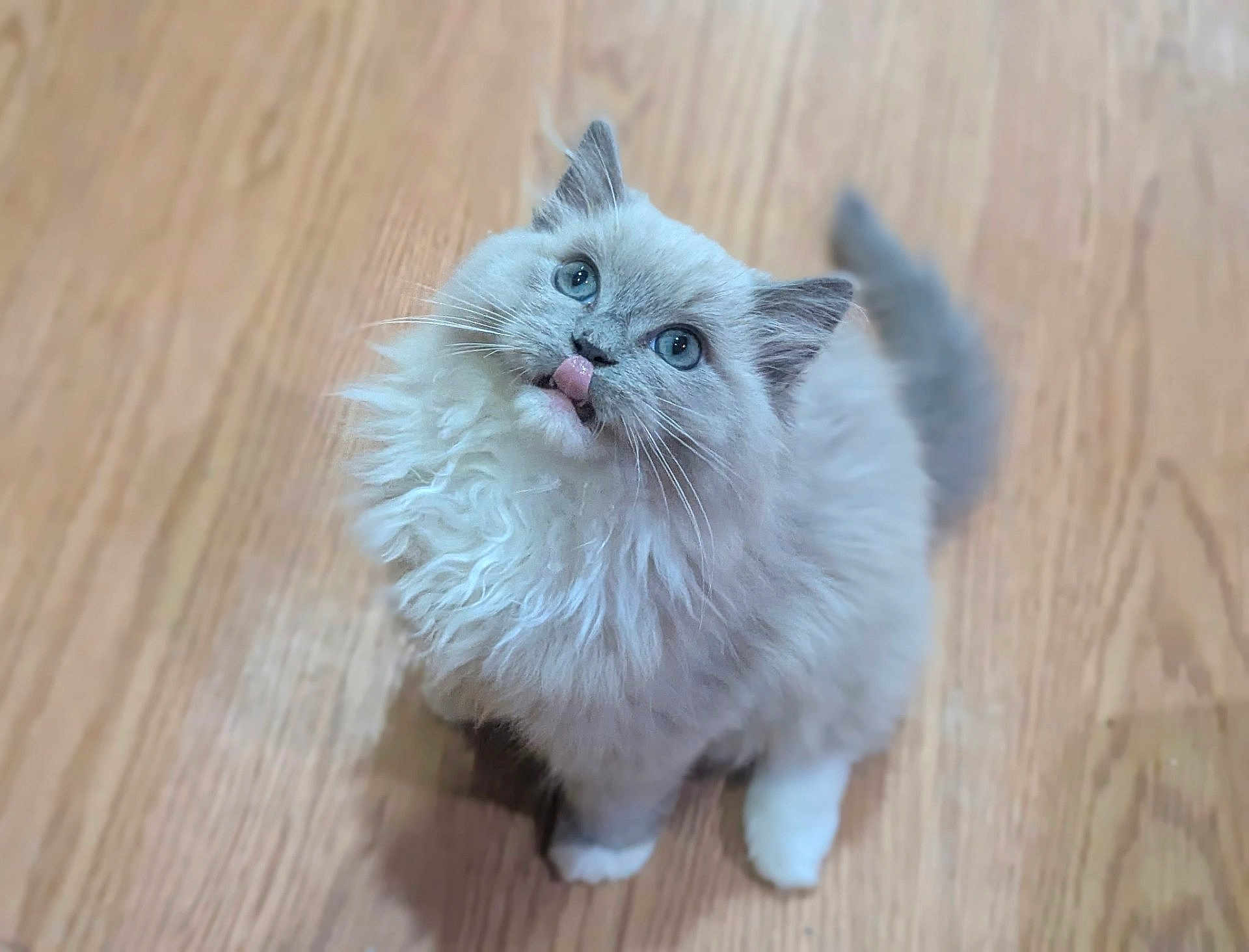 Starlett joined the competition — help win amazing prizes! kitten, cat, fluffy, blue_eyes, tongue_out, wooden_floor, pet, cute, feline, indoor, small_animal, fur, whiskers, looking_up, domestic_cat, young_cat, mammal, animal, playful, adorable